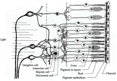 Figure 2. Schematic diagram of the human retina. 
