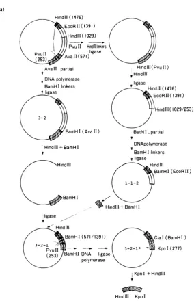 FIG. 1.plasmidConstructionc(stripedSV40Adl2splicing);polyadenylation were Construction of SV40 recombinants carrying the Adl2 ElA gene