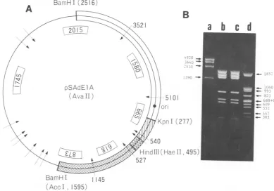 FIG. 2.theagaroseTheb,in pSAdElA pSAdElA Restriction analysis of pBR322-SV40-Adl2 double-recombinant DNA