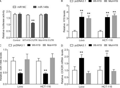 Figure 2. Overexpression of wild type H19 reduced miR-148b expression in Lovo and HCT-116 cells