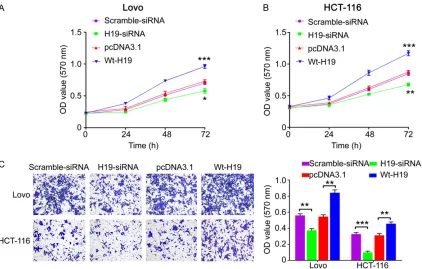 Figure 3. H19 regulated miR-148b/CCK2R signaling. Real-time PCR analysis for H19 (A), miR-148b (B) and CCK2R (C) in Lovo and HCT-116 cells transfected with scramble sequences or H19 siRNA sequences