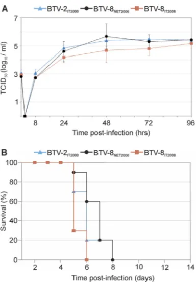 FIG 1 In vitrostrains used in this study. (A) Replication kinetics of BTV-2 replication kinetics and pathogenicity in mice of the BTVIT2000, BTV-8NET2006, and BTV-8IT2008 in sheep CPT-Tert cells