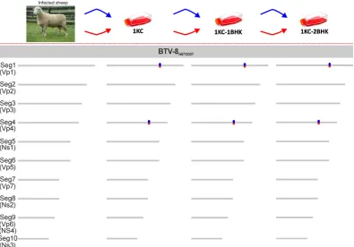 FIG 6 In vitro adaptation of BTV-8NET2007(blood). The effects of adaptation in vitro of BTV-8NET2007(blood) were assessed by comparing the genomic sequences ofBTV-8NET2007(blood) with the sequences of viruses isolated in vitro after passaging in Culicoides