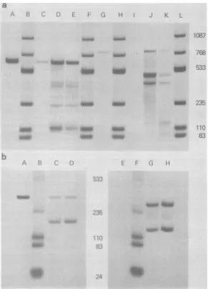FIG. 6.EcoRI-restrictedAvaIl(pHRNAequilibratedwerehybridizationincubatedelectrophoresisintactsamplescontainedchromatinhybridization,LanecontainedRNASi treated; Si nuclease analysis of in vitro RNA transcripts