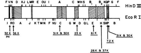 FIG. 8.linear Summary of cDNA map positions and selected proteins. The physical map of AcNPV is presented in form