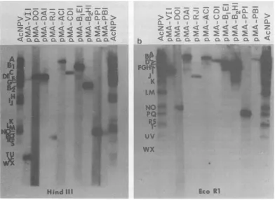 FIG. 1.acceptedAcNPVwasplasmidsthepositions Hybridization of 32P-labeled AcNPV cDNA plasmids to HindIII-digested (a) or EcoRI-digested (b) DNA blots