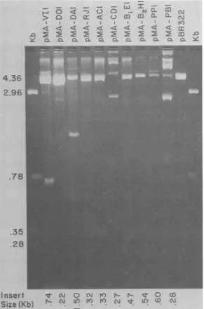 FIG. 3.withtop,codigestedCDI PstI fragments ofAcNPV cDNA-containing plasmids. Samples (2 pug) of plasmid DNA were digested PstI and loaded into slots of a 1.4% agarose horizontal slab gel