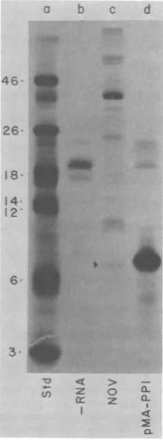 FIG. 6.tionphy7.2Kgels.areRNA.(std);rabbitpeptide Translation of pMA-PPI-specific RNA and separation on SDS-urea-15% polyacrylamide Lane a contained "C-labeled protein standards the molecular weights (x103) of these standards indicated on the left