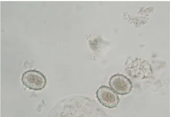 Fig. 1. An example of section of a slide