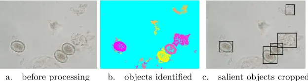 Fig. 3. Examples of parasite eggs