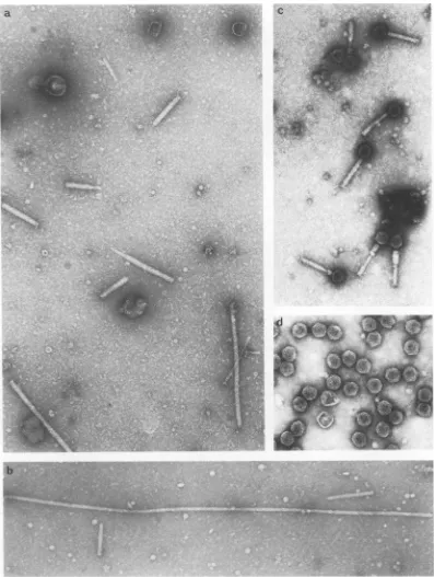 FIG.~~~.CsCl-banded 2. Electron micrographs of defective lysates produced by mutant 186 cl tsp Vam38 (a and b) and of a stock of mutant 186 cI tsp Lam2l: (c) upper band; (d) lower band