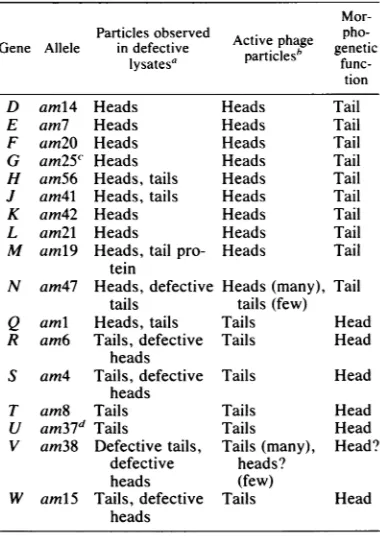 TABLE 6. Phage 186 genes involved in phage headand tail formation
