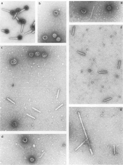 FIG. 1.(b),particlemicroscopes Electron micrographs of 186 cI tsp (a) and defective lysates produced by 186 cI tsp mutants Gam28 Sam4 (c), Maml9 (d), Gam27 (e), Ham56 (f), and Nam47 (g)