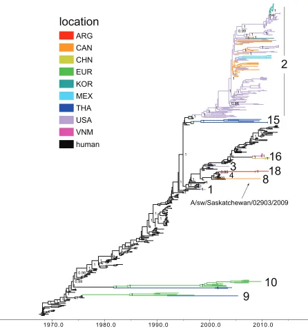 FIG 1 Phylogenetic relationships between human and swine H3 segments. A time-scaled Bayesian MCC tree inferred for the HA (H3) sequences of 208 swineIAVs identiﬁed as of human seasonal virus origin and 251 human seasonal H3N2 inﬂuenza viruses, collected 19
