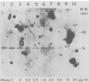 FIG.wrecombinantlegendthe 7. DNase I sensitivity of the clone 80 proviral integration