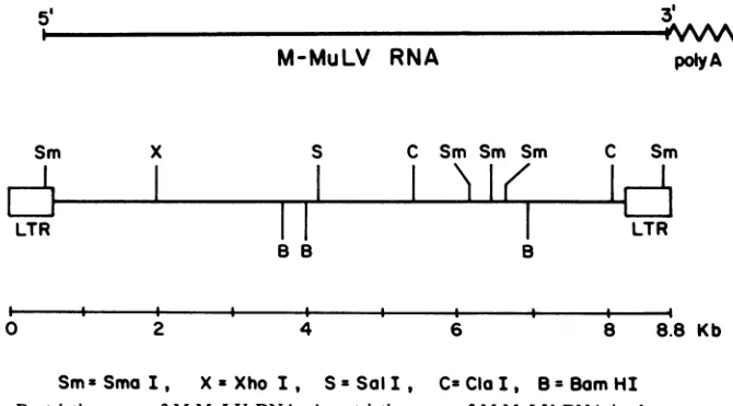 FIG. 1.GilboarelationshipSalI;confirmed Restriction map of M-MuLV DNA. A restriction map of M-MuLV DNA is shown, according to et al