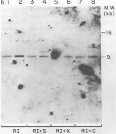 FIG. 4.provirus.(clone Methylation of the recombinant clone 80 (A) A new recombinant lambda phage clone 80) containing an integrated M-MuLV proviral