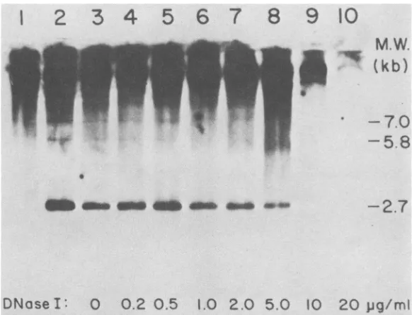 FIG. 6.legendM-MuLVDNA;ml, ClaI digestion of DNA from DNase I-digested A9 nuclei. The same DNA samples described in the to Fig