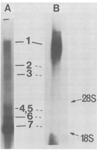 TABLE 1. RNase resistance of various forms ofMHV intracellular RNA'