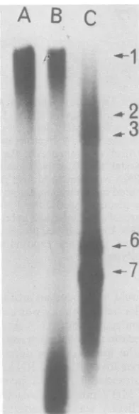 FIG. 2.ed(arrow)digestedgel,onLaneagaroselane RF Electrophoretic analysis of double-strand- RNA