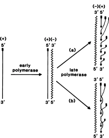 FIG. 4.atRNAarbitrarilythattive-strandedRNAtion.aredata).sequences.mRNAthesynthesizedstrands, the Proposed scheme for MHV RNA replica- This scheme assumes that nascent RNA strands immediately displaced by other newly synthesized so that there are multiple 