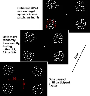 Figure 4. Schematic of a single trial. Participants fixated on the central dot and monitored the peripheral patches of randomly moving dots for instances of coherent motion (either upward or downward)