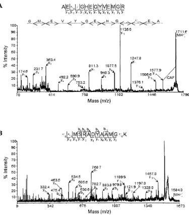 Figure 1. Analysis of the 21 kDa protein by matrix-assisted laser desorption-ionization (MALDI)-tandem mass spectrometry and de novo sequencing (A) MALDI-post-source decay spectrum of chemically assisted fragmentation-modified 