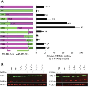 FIG 7 Sensitivity of A3G/A3F and A3F/A3G chimeras to hVif2-HA. (A) Schematic structures of A3G/A3F (GF) and A3F/A3G (FG) chimeras