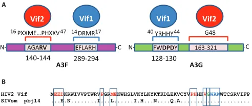 FIG 9 Summary of Vif2 and Vif1 interactions with human A3F and A3G (A)and alignment of the N-terminal 60 amino acids of HIV-2 Vif and SIVsmstrain pbj14 Vif (B)