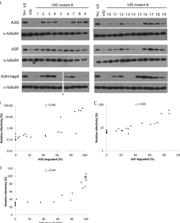 FIG 3 Effects of Vif2 and its multiple-alanine-substitution mutants on A3G, A3F, and A3H-hapII steady-state levels