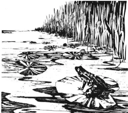 Figure 2.1: Markov chain explained by Howard with a picture of a frog jumping through lily pond, taken from Howard [How12].