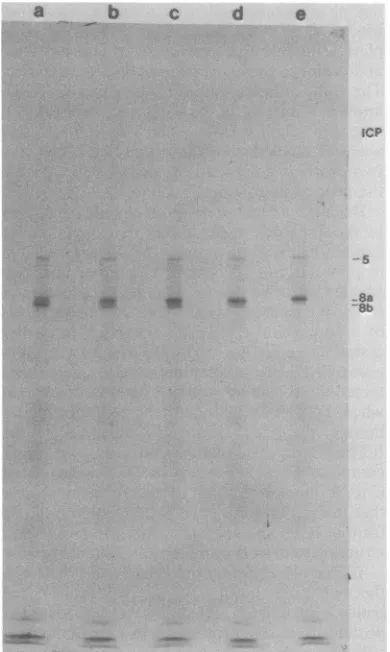 FIG.3.driedtion.edingdeoxycholate.wasfollowingbuffermM;and cells Conversion of ICP8b to ICP8a by reduc- A nuclear preparation was prepared from infect- by Dounce homogenization followed by wash- of the nuclei with 1% Nonidet P-40-0.5% The nuclei were disso