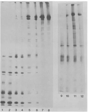 FIG. 4.resolvedgel.attemptfluorogramOdd-numberedtobecause0.025wereunpublishedsulfate, each Partial proteolysis of ICP8a and ICP8b species