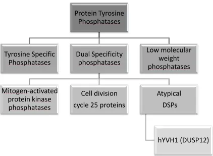 Figure 1.3:  Classification of the Protein Tyrosine Phosphatases.  The protein tyrosine phosphatases can be classified into three major groups: the tyrosine specific phosphatases, the low molecular weight phosphatases, and the dual specificity phosphatases