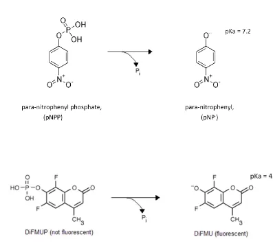 Figure 1.8:  Hydrolysis of the Artificial Phosphatase Substrates DiFMUP and pNPP.  The hydrolysis of the artificial phosphatase substrate pNPP yields a product that can be colorimetrically detected, allowing for phosphatase activity to be monitored