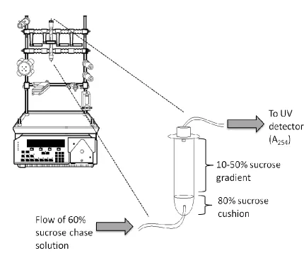 Figure 3.1:  Schematic of Experimental Set-up for Ribosome Profiling.  Following ultracentrifugation, sedimented lysates were displaced via injection of a 60% sucrose chase solution through an 80% sucrose cushion using a BioRad Biologic LP Chromatography S