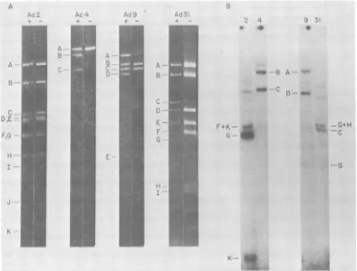 FIG. 2.fromfragmentselectrophoresiswasAd3landpositions Replication of heterologous DNA-protein complexes in vitro