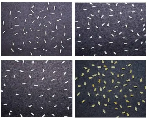 Fig 2 Rice grain samples 