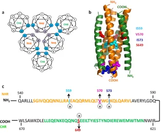 FIG 1 Six-helix bundle-destabilizing mutations. (a) Helical-wheel diagram of postfusion 6-HB
