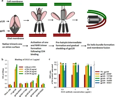 FIG 4 (a) Cartoon representation of fusion based on the current understanding of the HIV-1 Env trimer-mediated fusion process