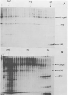 FIG. 9.fractionstheelectrophoresis.normalBALB/c Sucrose gradient sedimentation of large-T and truncated large-T molecules