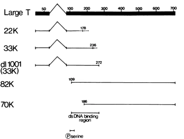 FIG. 10.from A tentative map of a phosphorylation site and a DNA binding region on SV40 large-T, predicted the presented data.