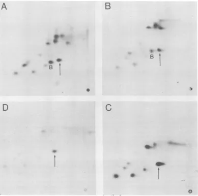 FIG. 2.aceticAsp-Lys),polypeptides.MES Comparison of methionine tryptic peptide maps of large-T and small-t with those of 22K and 45K Peptides were separated by electrophoresis at pH 2.1 and ascending chromatography in butanol- acid-water-pyridine