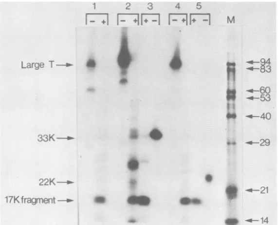 FIG. 3.extractsanalyzed2006;CV1were Comparison of the partial proteolysis products of large-T, 33K, and 22K polypeptides