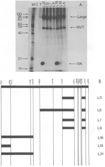 FIG. 4.withrecognizedImmunoprecipitatesimmunoprecipitatedMolecular Immunoprecipitation of 32P-labeled extract of BALB/c 3T3 CIM cells