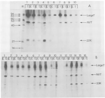 FIG. 7.83-whichis evidence Structures deduced for the truncated large-T antigens. The shaded areas indicate regions where there that the amino acid sequences are coded for by SV40 DNA; the unshaded areas indicate regions for there is no direct evidence.1~~ The scale is amino acid number in normal large-T; other numbers are referred