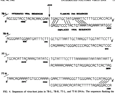 FIG. 5.virus-virusindicate Alternative representation of the virus-host join in clone 7T-L