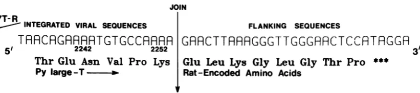 FIG. 6.insequences clone A large T-Ag-related virus-host fusion protein predicted by the DNA sequence across the Py-hostjoin 7T-R