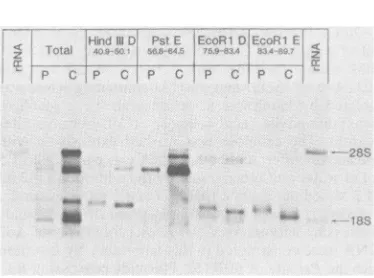 Fig. 1.labeled RNA species isolated from 32P-pulse- cells migrated slower than the corre-sponding species isolated after a chase, indicat-