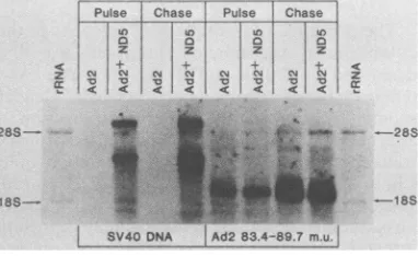 FIG. 4.mRNA Analysis of late region 4 mRNA after removal of poly(A) tails. C